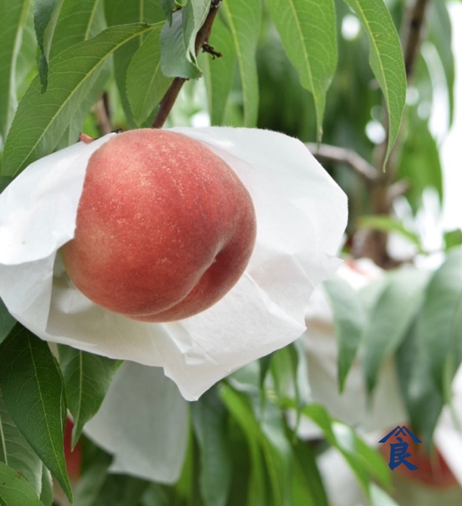 プロが教える美味しい桃の選び方！ポイントは梅雨明けに出荷される品種